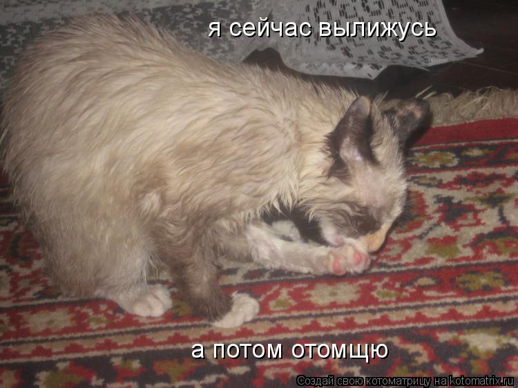я сейчас вылижусь а потом отомщю... Котоматрица: я сейчас вылижусь а потом отомщю