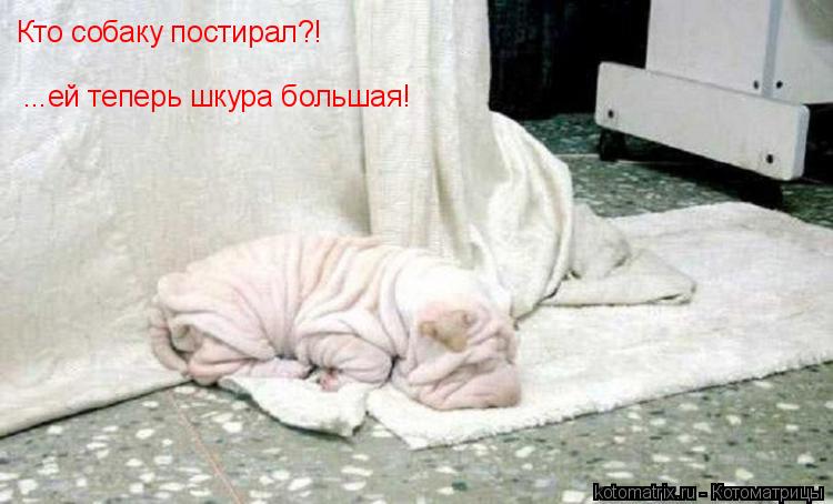 Кто собаку постирал?! ...ей теперь шкура большая!... Котоматрица: Кто собаку постирал?! ...ей теперь шкура большая!