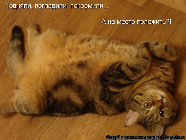 Подняли, погладили, покормили... А на место положить?!... Котоматрица: Подняли, погладили, покормили... А на место положить?!