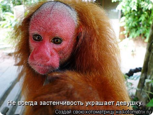 Не всегда застенчивость украшает девушку.... Котоматрица: Не всегда застенчивость украшает девушку.