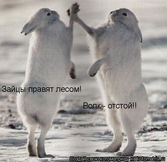 Зайцы правят лесом! Волк - отстой!!... Котоматрица: Зайцы правят лесом! Волк - отстой!!