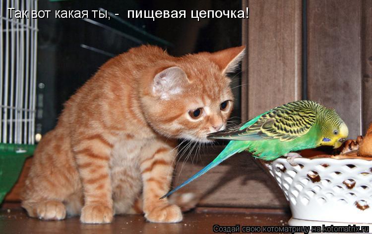 Так вот какая ты, - пищевая цепочка!... Котоматрица: Так вот какая ты, - пищевая цепочка!