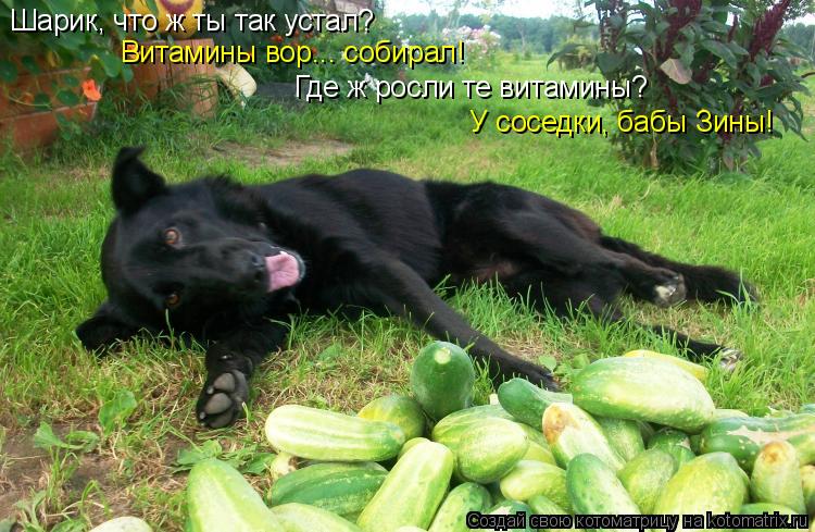 Шарик, что ж ты так устал? Витамины вор... собирал! Где ж росли те витамины? У соседки, бабы Зины!... Котоматрица: Шарик, что ж ты так устал? Витамины вор... собирал! Где ж росли те витамины? У соседки, бабы Зины!
