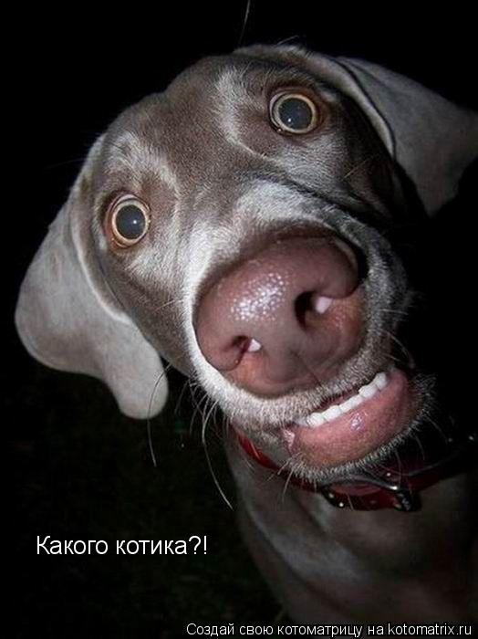 Какого котика?!... Котоматрица: Какого котика?!