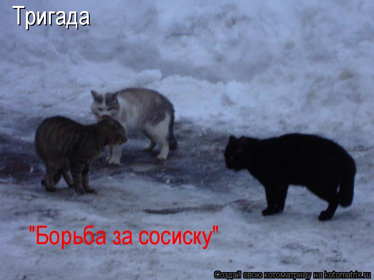 Тригада "Борьба за сосиску"... Котоматрица: Тригада "Борьба за сосиску"