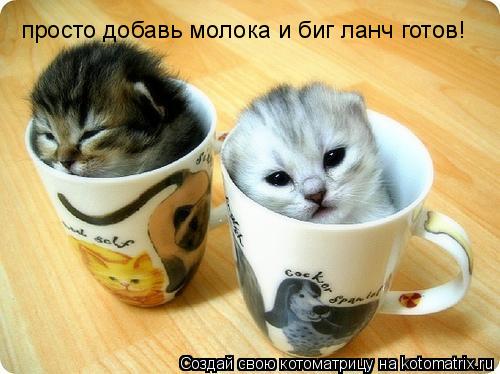 просто добавь молока и биг ланч готов!... Котоматрица: просто добавь молока и биг ланч готов!