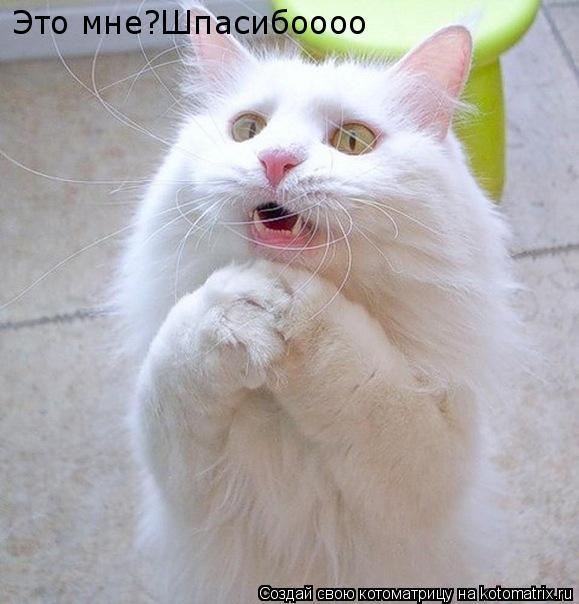 Это мне?Шпасибоооо... Котоматрица: Это мне?Шпасибоооо