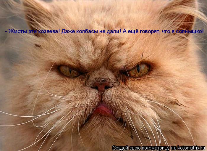 - Жмоты эти хозяева! Даже колбасы не дали! А ещё говорят, что я солнышко!... Котоматрица: - Жмоты эти хозяева! Даже колбасы не дали! А ещё говорят, что я солнышко!