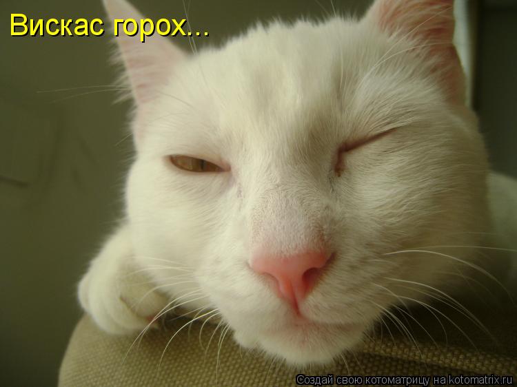 Вискас горох...... Котоматрица: Вискас горох...