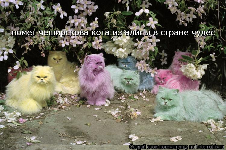 помет чеширскова кота из алисы в стране чудес... Котоматрица: помет чеширскова кота из алисы в стране чудес