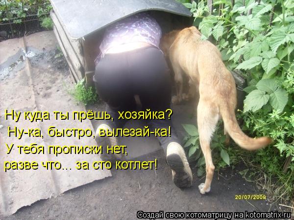 Ну куда ты прёшь, хозяйка? Ну-ка, быстро, вылезай-ка! У тебя прописки нет, разве что... за сто к... Котоматрица: Ну куда ты прёшь, хозяйка? Ну-ка, быстро, вылезай-ка! У тебя прописки нет, разве что... за сто котлет!