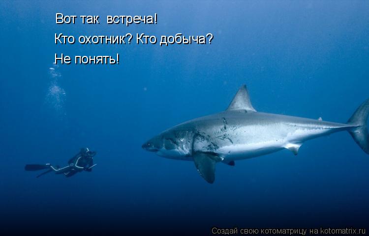Вот так встреча! Кто охотник? Кто добыча? Не понять!... Котоматрица: Вот так встреча! Кто охотник? Кто добыча? Не понять!
