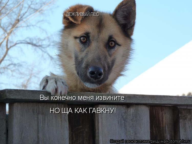 ВЕЖЛИВЫЙ ПЕС Вы конечно меня извините НО ЩА КАК ГАВКНУ!... Котоматрица: ВЕЖЛИВЫЙ ПЕС Вы конечно меня извините НО ЩА КАК ГАВКНУ!