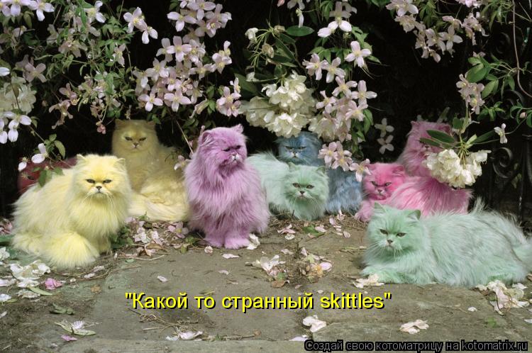 "Какой то странный skittles"... Котоматрица: "Какой то странный skittles"