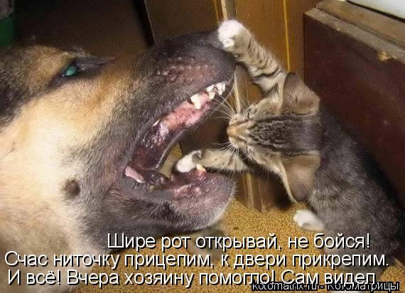 Шире рот открывай Шире рот открывай, не бойся! Счас ниточку прицепим, к двери прикрепим. И всё! Вчера... Котоматрица: Шире рот открывай Шире рот открывай, не бойся! Счас ниточку прицепим, к двери прикрепим. И всё! Вчера хозяину помогло! Сам видел.