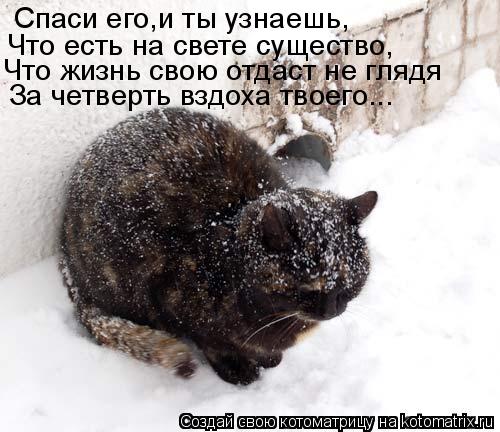 Спаси его,и ты узнаешь, Что есть на свете существо, Что жизнь свою отдаст не глядя За четверть вздоха... Котоматрица: Спаси его,и ты узнаешь, Что есть на свете существо, Что жизнь свою отдаст не глядя За четверть вздоха твоего...