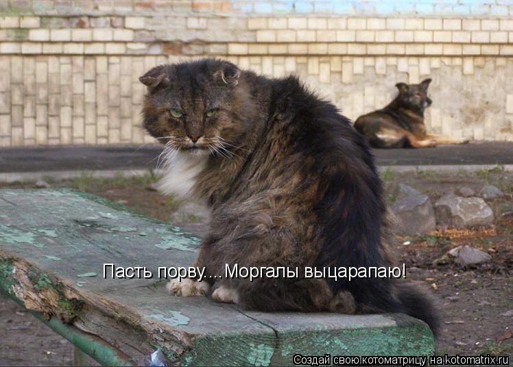 Пасть порву....Моргалы выцарапаю!... Котоматрица: Пасть порву....Моргалы выцарапаю!