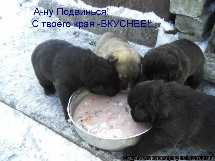 А-ну Подвинься! С твоего края -ВКУСНЕЕ!!... Котоматрица: А-ну Подвинься! С твоего края -ВКУСНЕЕ!!