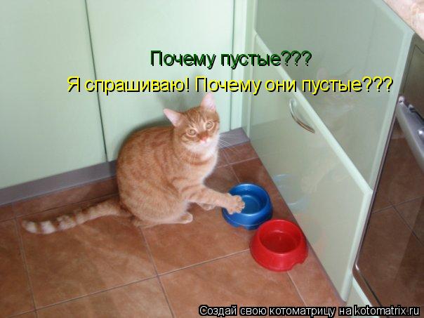 Почему пустые??? Я спрашиваю! Почему они пустые???... Котоматрица: Почему пустые??? Я спрашиваю! Почему они пустые???