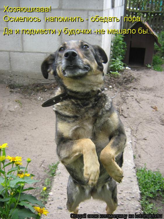 Хозяюшкааа! Осмелюсь напомнить - обедать пора... Да и подмести у будочки -не мешало бы...... Котоматрица: Хозяюшкааа! Осмелюсь напомнить - обедать пора... Да и подмести у будочки -не мешало бы...