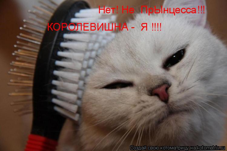 КОРОЛЕВИШНА - Я !!!! Нет! Не ПрЫнцесса!!!... Котоматрица: КОРОЛЕВИШНА - Я !!!! Нет! Не ПрЫнцесса!!!