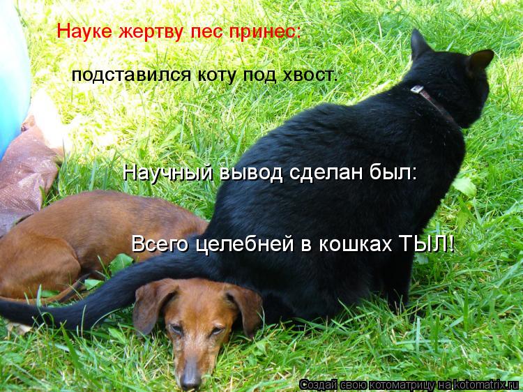 Котоматрица: Науке жертву пес принес: Научный вывод сделан был: Всего целебней в кошках ТЫЛ! подставился коту под хвост.
