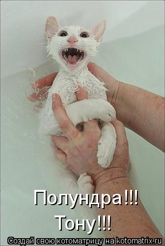 Полундра!!! Тону!!!... Котоматрица: Полундра!!! Тону!!!