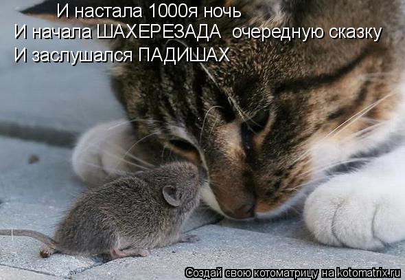 И настала 1000я ночь И начала ШАХЕРЕЗАДА очередную сказку И заслушался ПАДИШАХ... Котоматрица: И настала 1000я ночь И начала ШАХЕРЕЗАДА очередную сказку И заслушался ПАДИШАХ