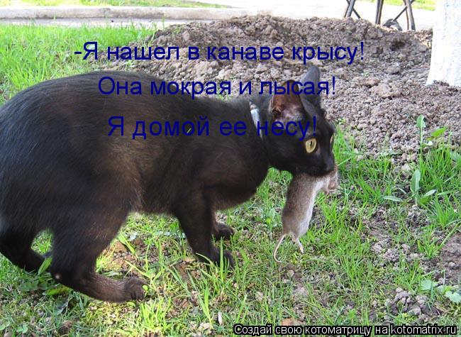 -Я нашел в канаве крысу! Она мокрая и лысая! Я домой ее несу!... Котоматрица: -Я нашел в канаве крысу! Она мокрая и лысая! Я домой ее несу!
