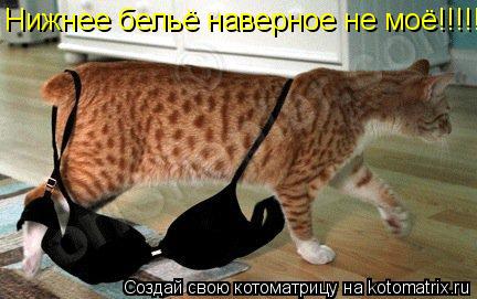 Нижнее бельё наверное не моё!!!!!!!!!... Котоматрица: Нижнее бельё наверное не моё!!!!!!!!!
