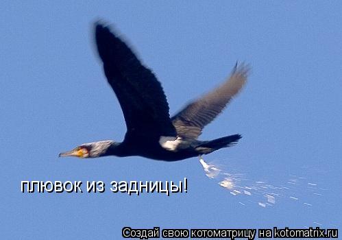 плювок из задницы!... Котоматрица: плювок из задницы!