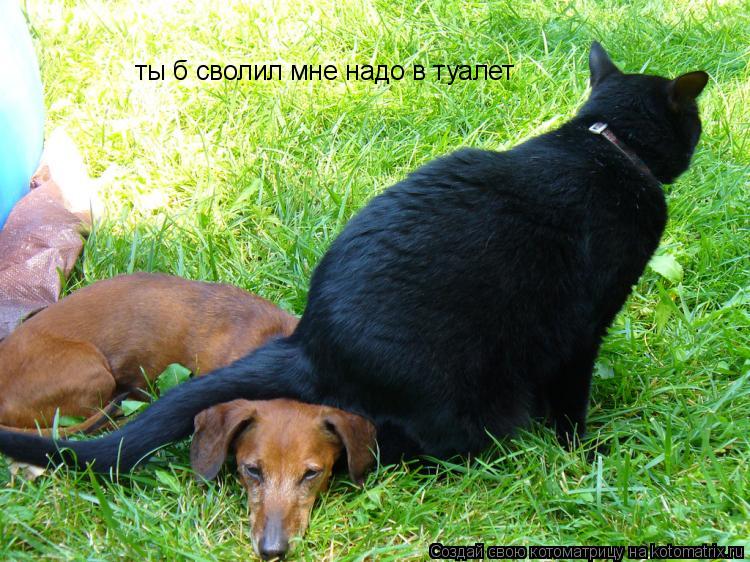 ты б сволил мне надо в туалет... Котоматрица: ты б сволил мне надо в туалет