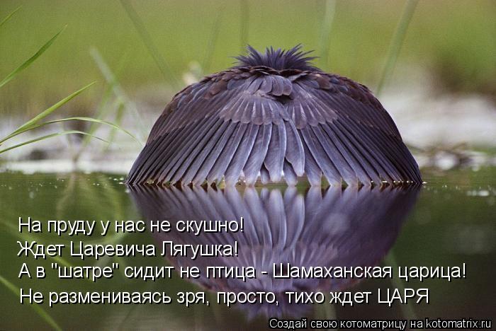На пруду у нас не скушно! Ждет Царевича Лягушка! А в "шатре" сидит не птица - Шамаханская царица! ... Котоматрица: На пруду у нас не скушно! Ждет Царевича Лягушка! А в "шатре" сидит не птица - Шамаханская царица! Не размениваясь зря, просто, тихо ждет ЦАРЯ