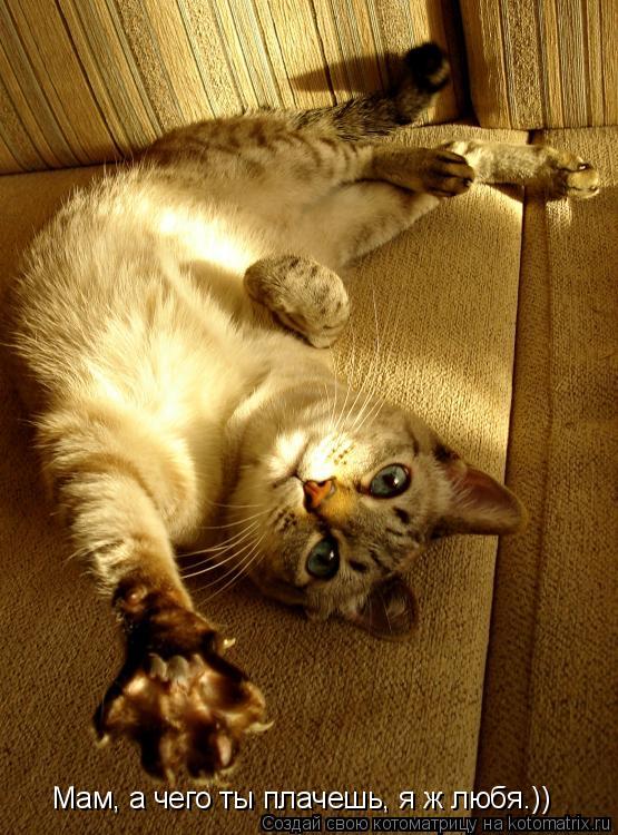 Мам, а чего ты плачешь, я ж любя.))... Котоматрица: Мам, а чего ты плачешь, я ж любя.))