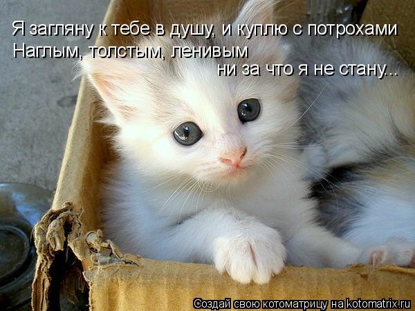 Я загляну к тебе в душу, и куплю с потрохами Наглым, толстым, ленивым ни за что я не стану...... Котоматрица: Я загляну к тебе в душу, и куплю с потрохами Наглым, толстым, ленивым ни за что я не стану...