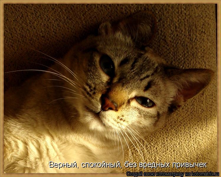 Верный, спокойный, без вредных привычек... Котоматрица: Верный, спокойный, без вредных привычек