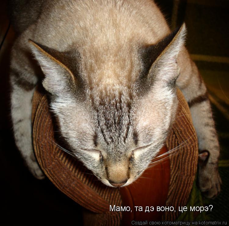 Мамо, та дэ воно, це морэ?... Котоматрица: Мамо, та дэ воно, це морэ?