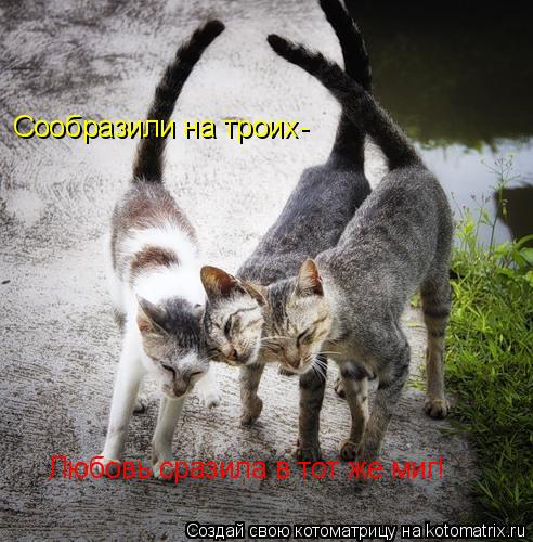 Любовь сразила в тот же миг! Сообразили на троих-... Котоматрица: Любовь сразила в тот же миг! Сообразили на троих-