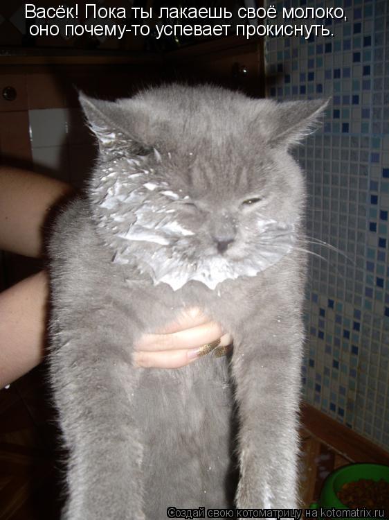 Васёк! Пока ты лакаешь своё молоко, оно почему-то успевает прокиснуть.... Котоматрица: Васёк! Пока ты лакаешь своё молоко, оно почему-то успевает прокиснуть.