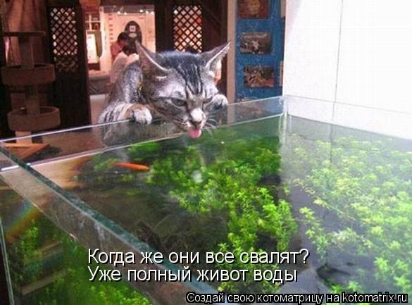Когда же они все свалят? Уже полный живот воды... Котоматрица: Когда же они все свалят? Уже полный живот воды