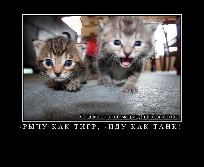 -рычу как тигр, -иду как танк!! ... Котоматрица: -рычу как тигр, -иду как танк!!