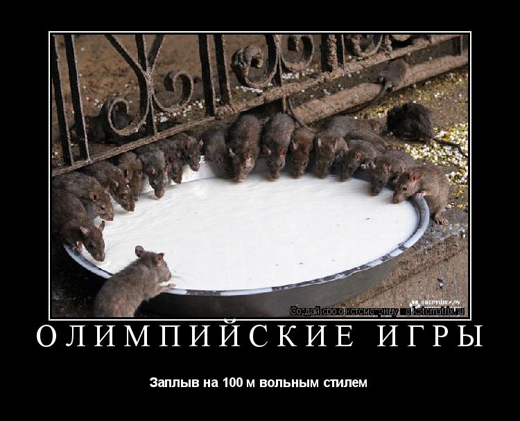 Котоматрица: Олимпийские игры Заплыв на 100 м вольным стилем