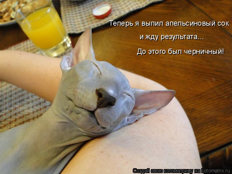 Теперь я выпил апельсиновый сок и жду результата... До этого был черничный!... Котоматрица: Теперь я выпил апельсиновый сок и жду результата... До этого был черничный!
