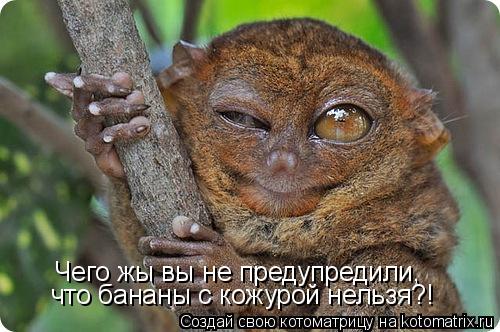 Чего жы вы не предупредили, что бананы с кожурой нельзя?!... Котоматрица: Чего жы вы не предупредили, что бананы с кожурой нельзя?!
