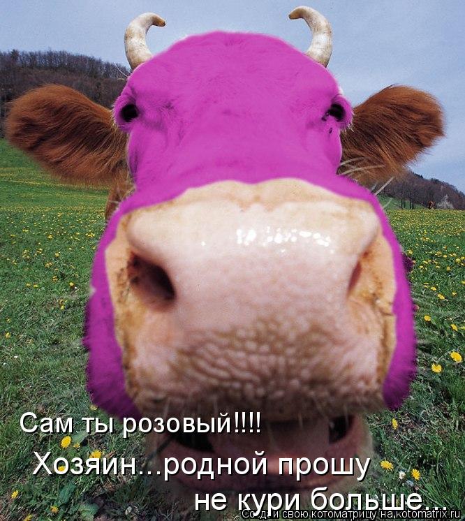 Сам ты розовый!!!! Хозяин...родной прошу не кури больше...... Котоматрица: Сам ты розовый!!!! Хозяин...родной прошу не кури больше...