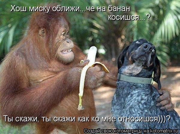 Хош миску оближи...че на банан косишся...? Ты скажи, ты скажи как ко мне относишся)))?... Котоматрица: Хош миску оближи...че на банан косишся...? Ты скажи, ты скажи как ко мне относишся)))?