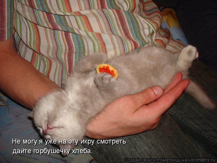 Не могу я уже на эту икру смотреть дайте горбушечку хлеба.... Котоматрица: Не могу я уже на эту икру смотреть дайте горбушечку хлеба.