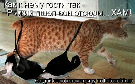 Котоматрица: Как к нему гости так Рыжий пшол вон отсюды... ХАМ!