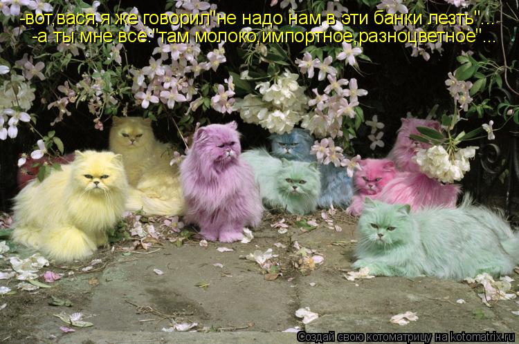 -вот,вася,я же говорил"не надо нам в эти банки лезть"... -вот,вася,я же говорил"не надо нам в эти бан... Котоматрица: -вот,вася,я же говорил"не надо нам в эти банки лезть"... -вот,вася,я же говорил"не надо нам в эти банки лезть"... -а ты мне все:"там молоко,импортно