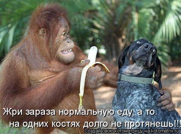 на одних костях долго не протянешь!!! Жри зараза нормальную еду, а то... Котоматрица: на одних костях долго не протянешь!!! Жри зараза нормальную еду, а то
